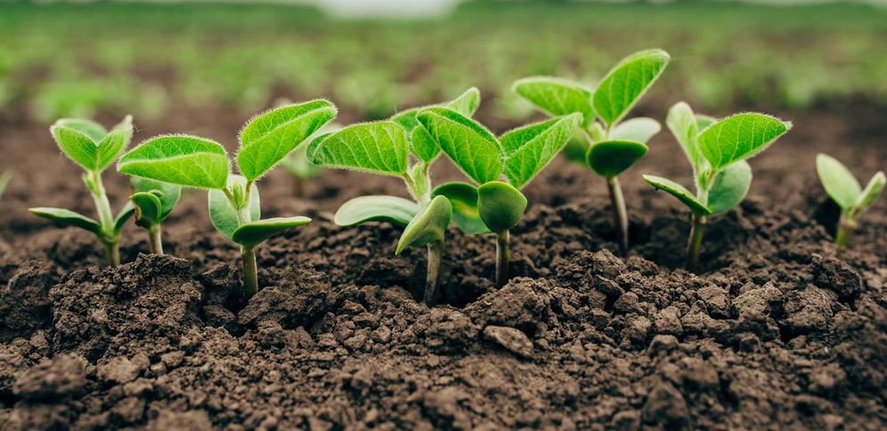 خاک رسانای الکتریکی برای رشد گیاهان