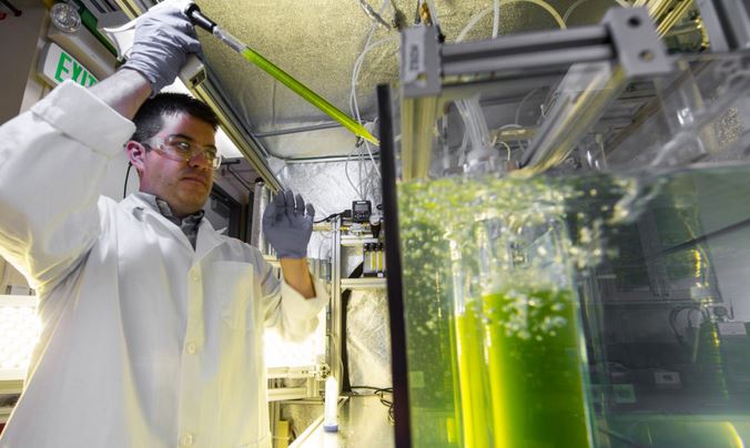 پیشرفت های بیوتکنولوژیک راه را برای رونق تولید سوخت سبز هموار می کنند